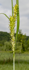 Carex trichocarpa