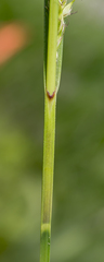 Carex trichocarpa
