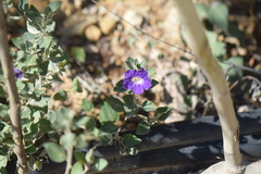 Ruellia hirsutoglandulosa