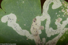 Phytomyza minuscula group