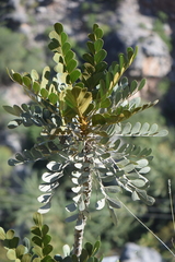 Pseudosmodingium virletii