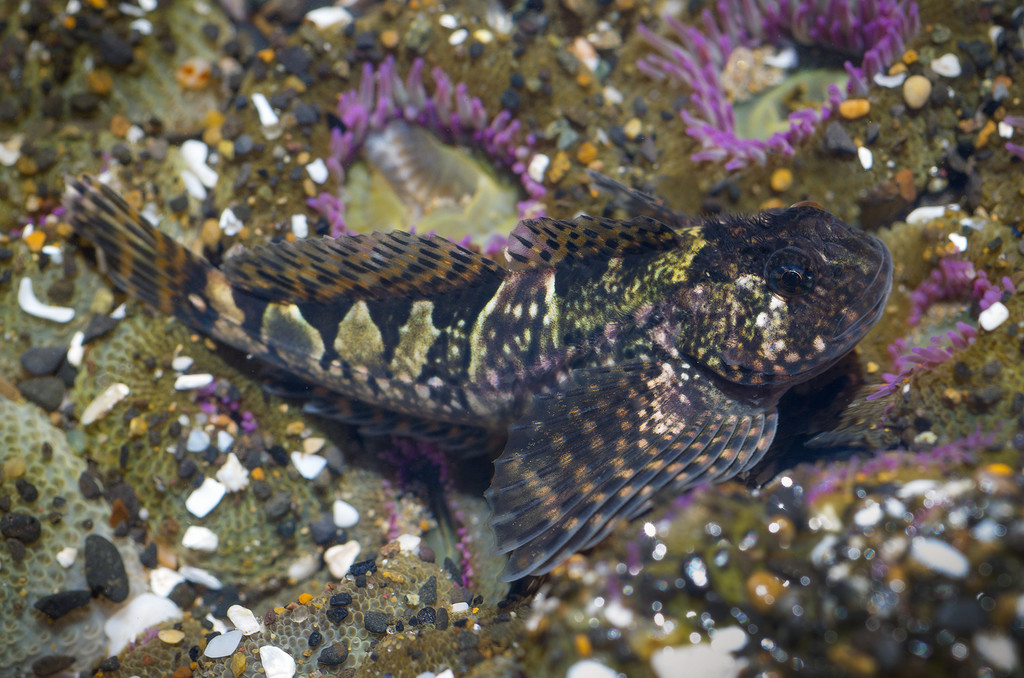 Mosshead Sculpin