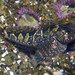Mosshead Sculpin - Photo (c) Thomas Shahan, some rights reserved (CC BY-NC), uploaded by Thomas Shahan