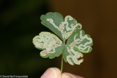 Phytomyza minuscula group