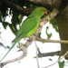 African Rose-ringed Parakeet - Photo (c) Nik Borrow, some rights reserved (CC BY-NC), uploaded by Nik Borrow