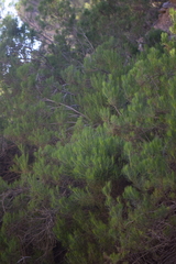 Dyscritothamnus filifolius