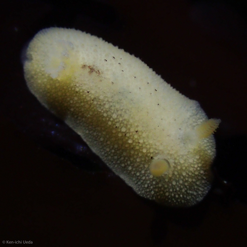 Dorididae