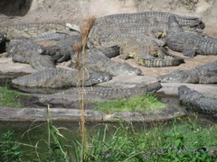 Crocodylus niloticus africanus