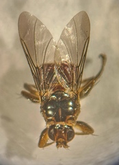 Ornithomya chloropus