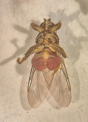 Ornithomya chloropus