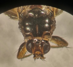 Ornithomya chloropus