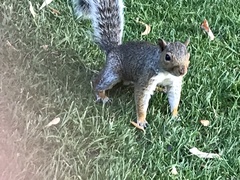 Sciurus carolinensis