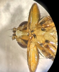 Ornithomya chloropus