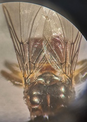 Ornithomya chloropus