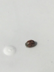Mulsantina hudsonica