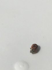 Mulsantina hudsonica