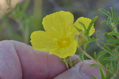 Oenothera berlandieri berlandieri
