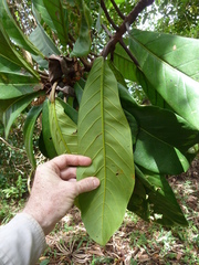 Ficus saussureana