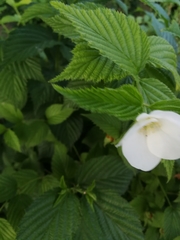 Rhodotypos scandens