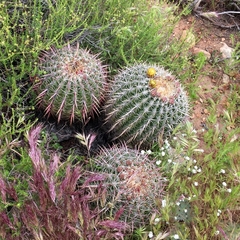 Ferocactus viridescens