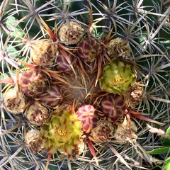 Ferocactus viridescens