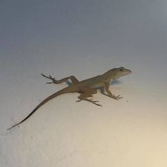 Anolis