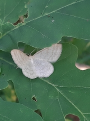 Scopula ternata