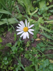 Leucanthemum vulgare