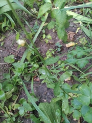 Leucanthemum vulgare