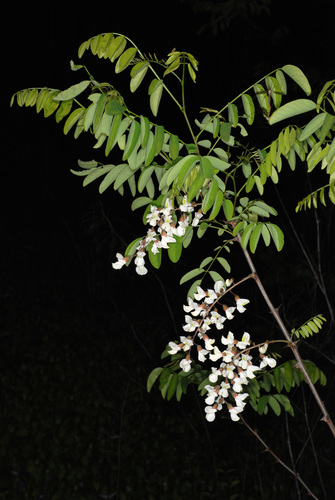 Robinia pseudoacacia