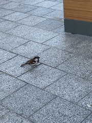 Passer domesticus