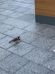 Passer domesticus