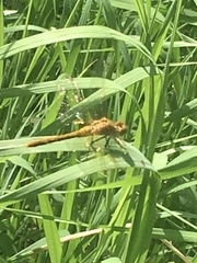 Sympetrum costiferum