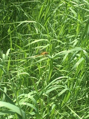 Sympetrum costiferum