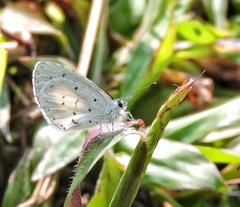 Udara akasa
