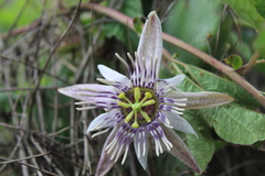 Passiflora karwinskii