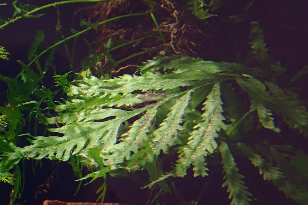 Congo Fern