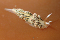 Diaphoreolis flavovulta