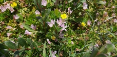 Lysimachia tenella