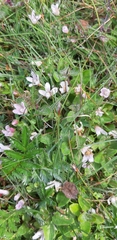 Lysimachia tenella