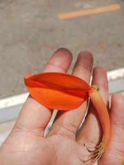Erythrina poeppigiana