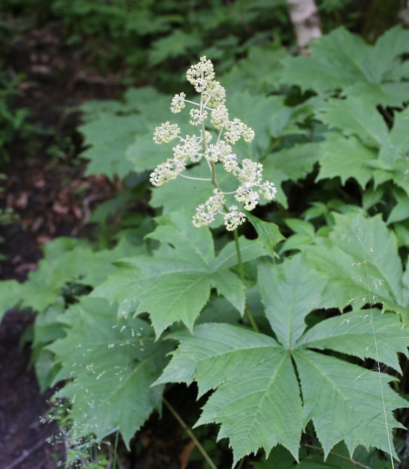 Rodgersia