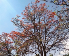 Erythrina poeppigiana