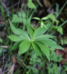 Lilium medeoloides