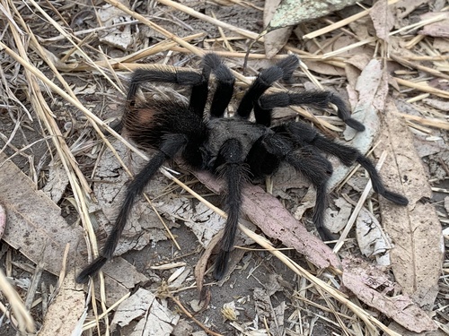 California Ebony Tarantula