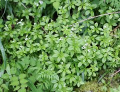 Galium japonicum