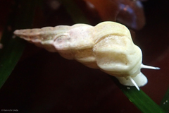 Epitoniidae