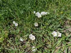 Convolvulus arvensis