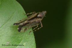 Orthopagus