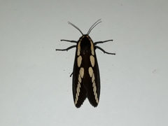 Nannoarctia